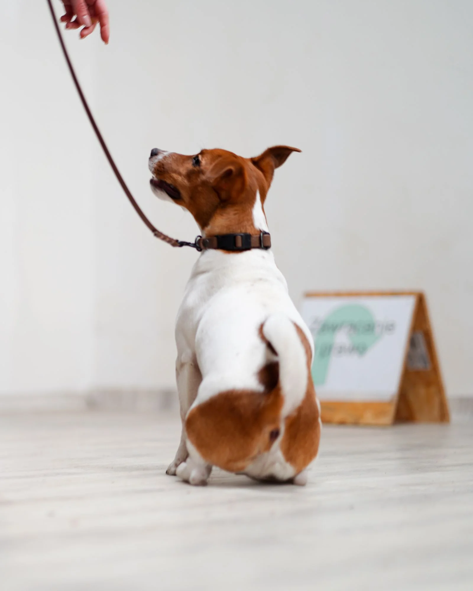 Zdjęcie klubu Canac Centrum Edukacji Kynologicznej