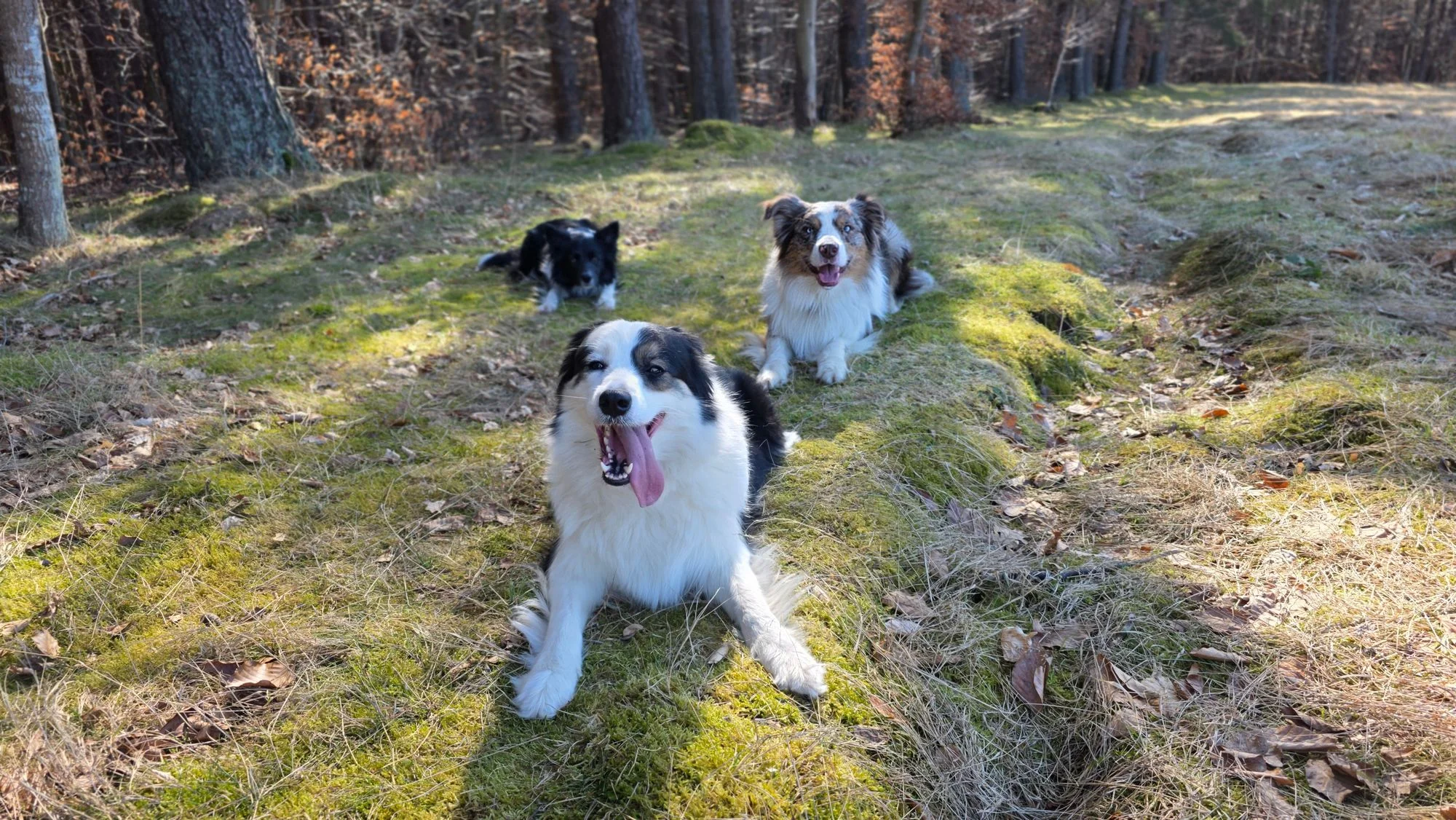 Zdjęcie klubu Canac Centrum Edukacji Kynologicznej