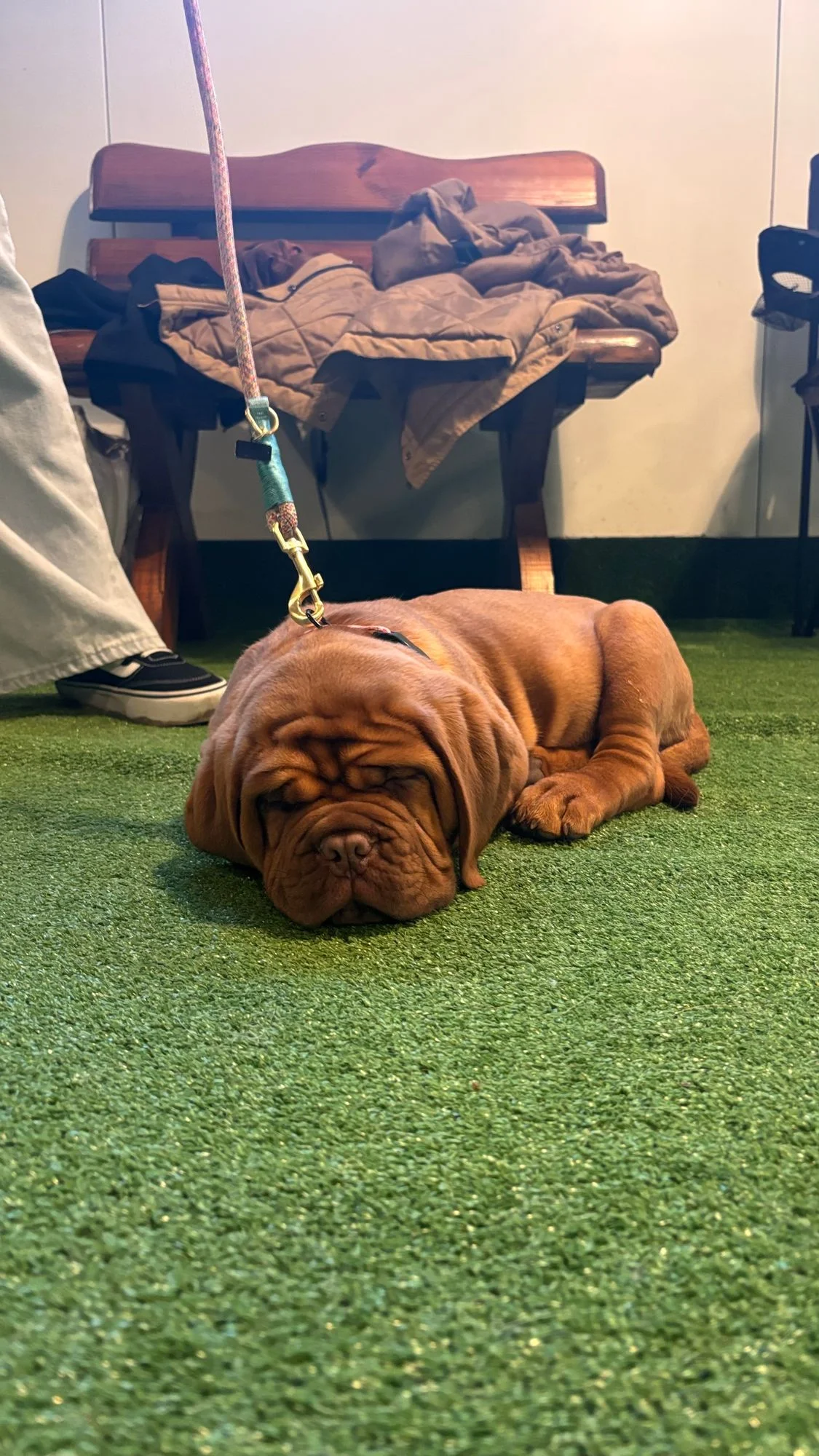 Zdjęcie klubu Dogress