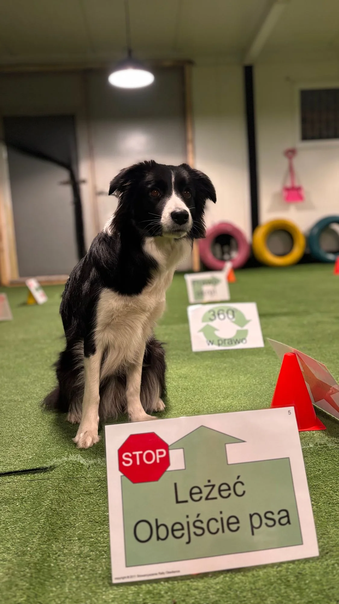 Zdjęcie klubu Dogress