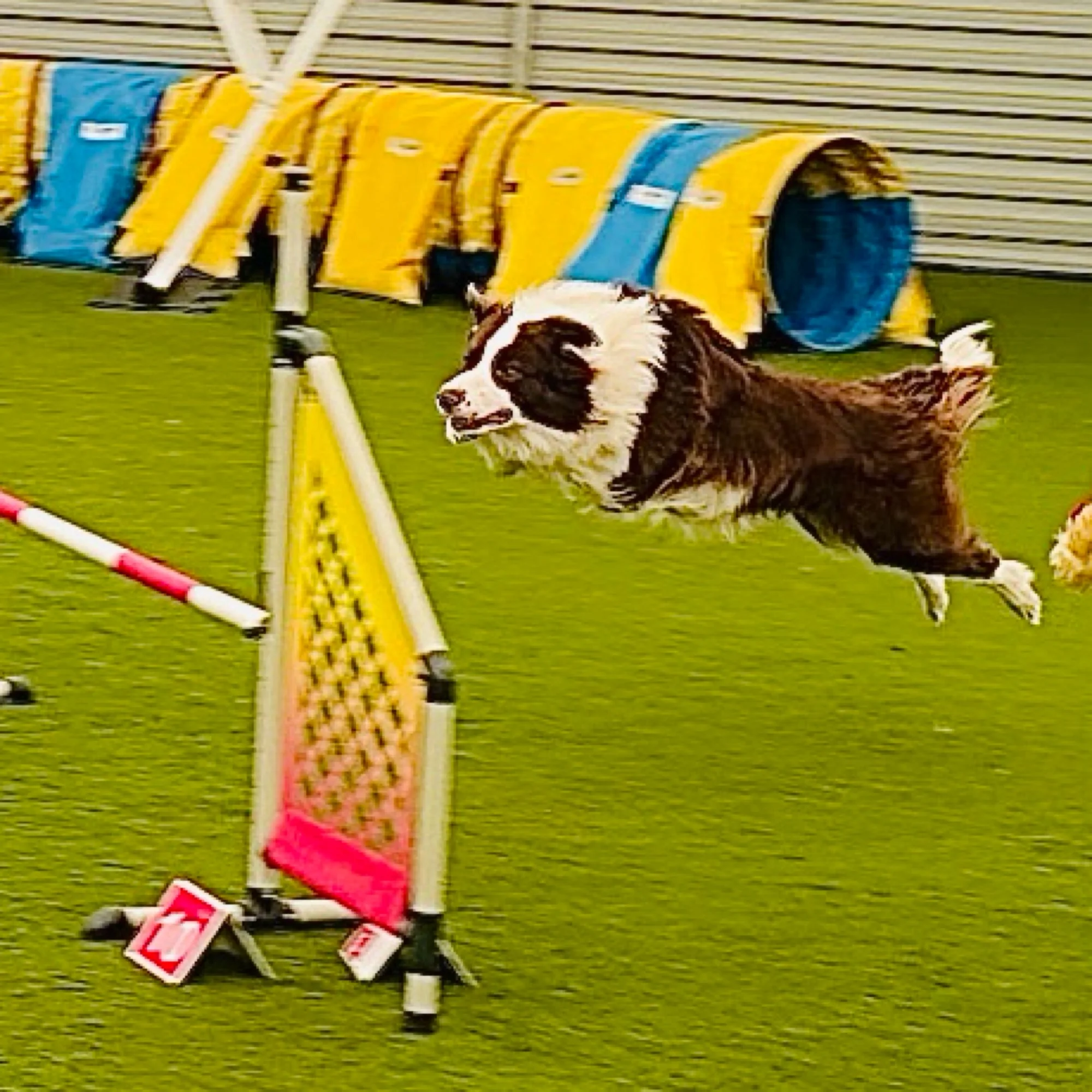 Aldo