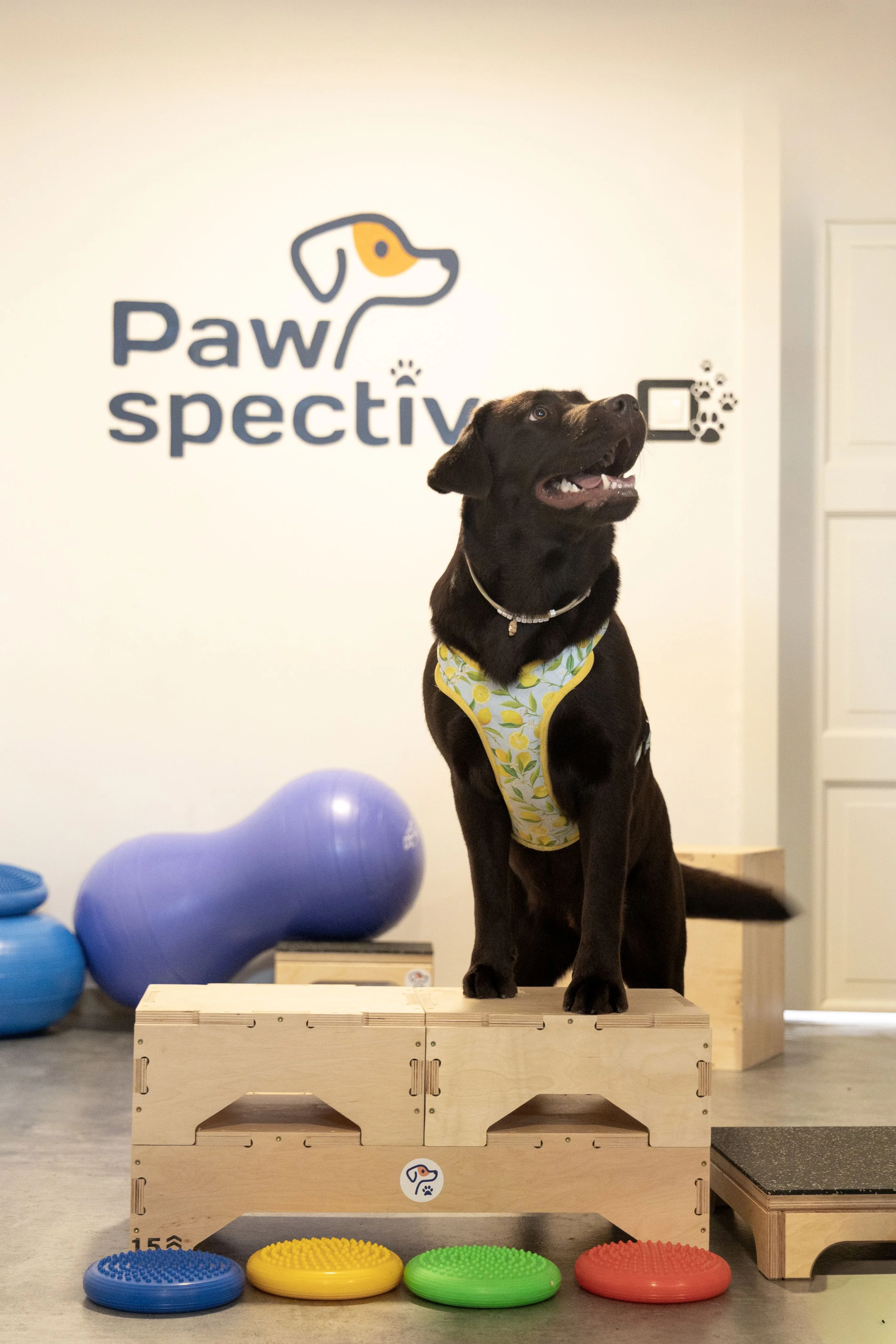 Zdjęcie klubu Pawspective Nosework Poznań 