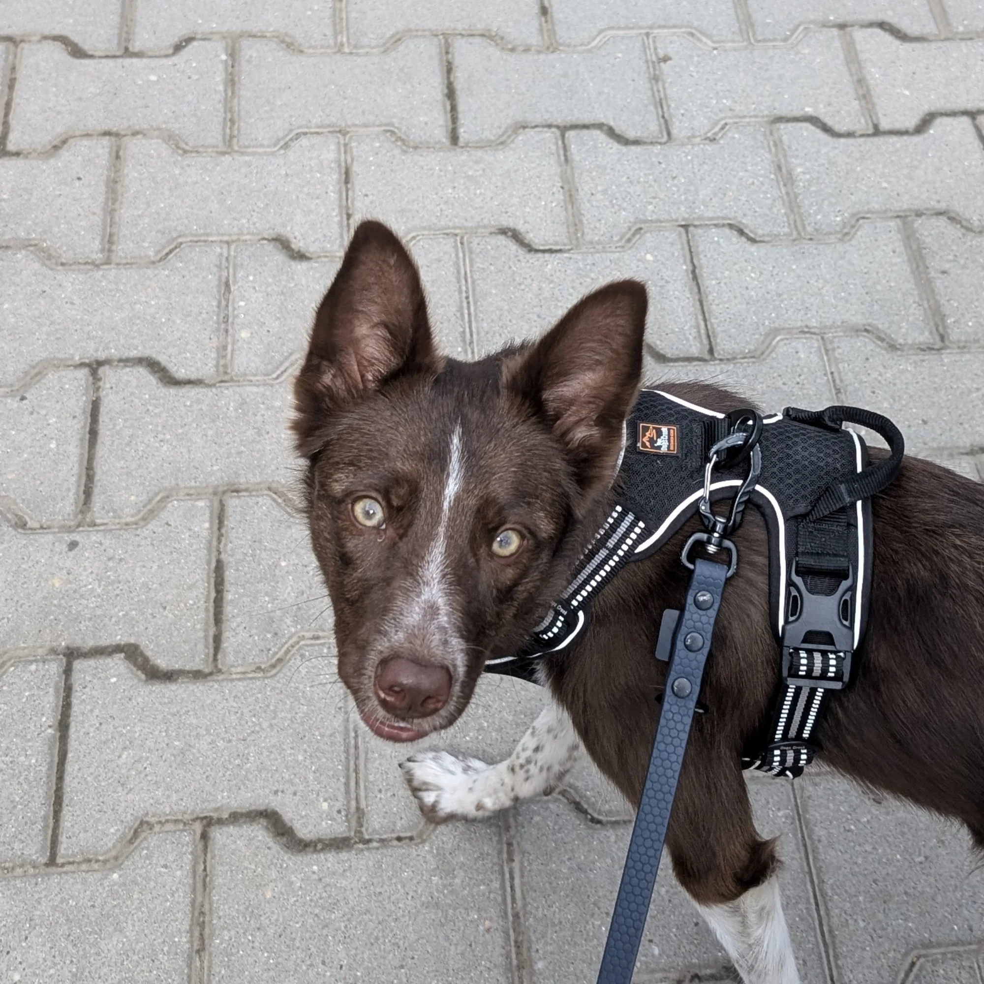 Denji