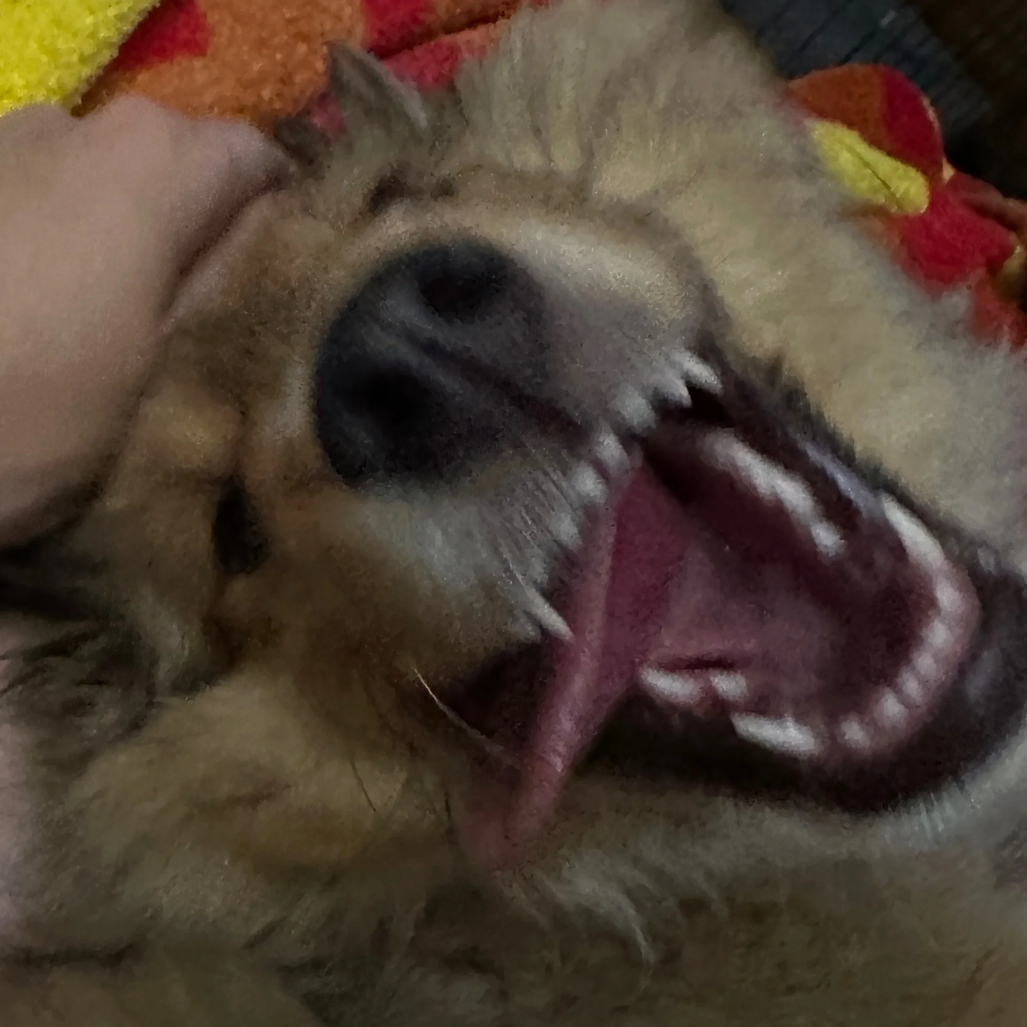 Donuta 