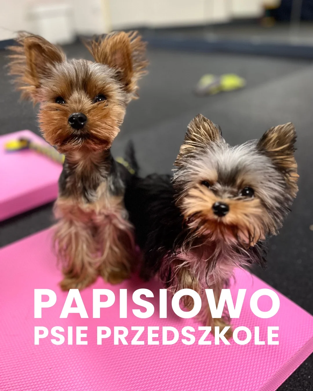 Zdjęcie klubu Psia Warta
