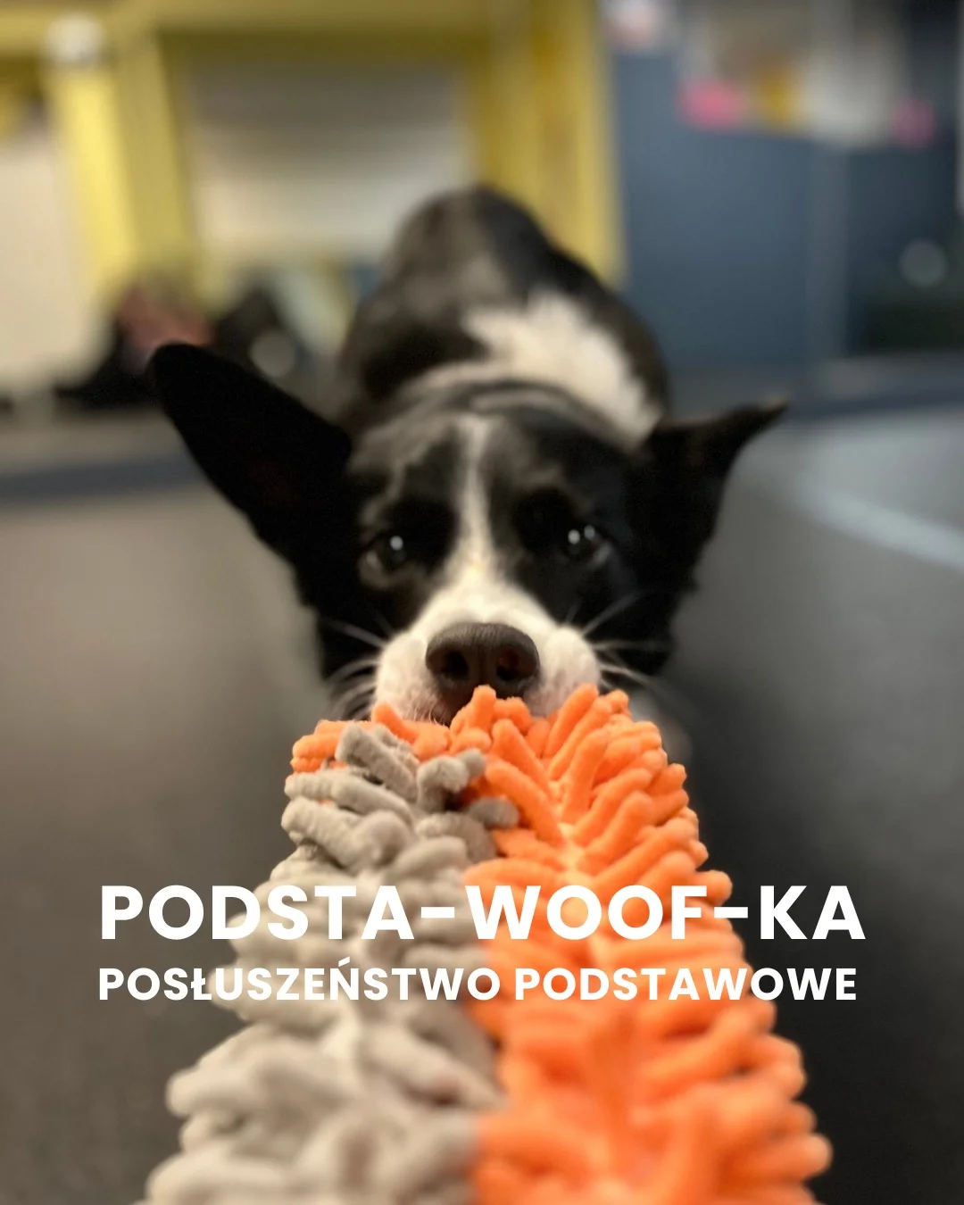 Zdjęcie klubu Psia Warta