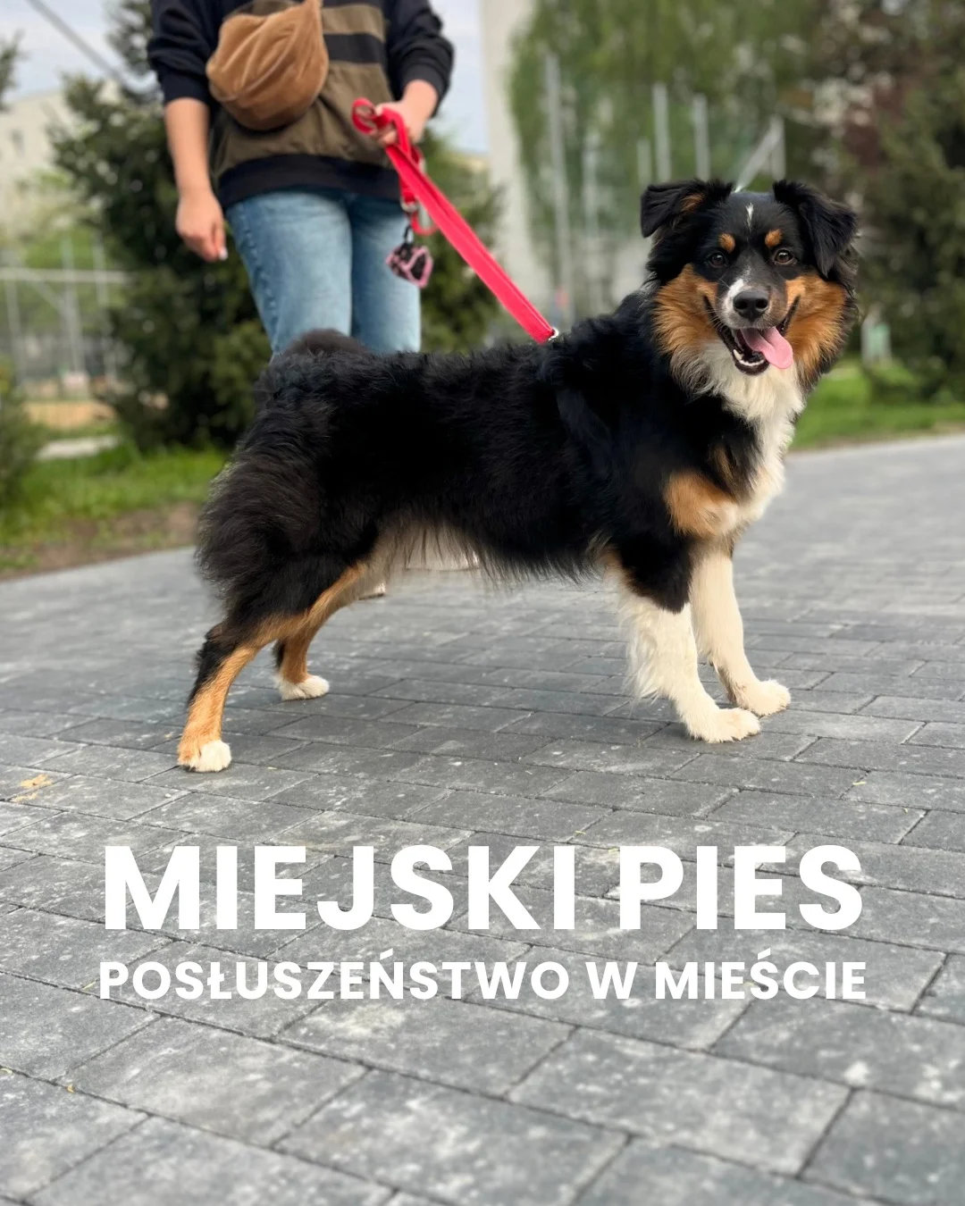 Zdjęcie klubu Psia Warta