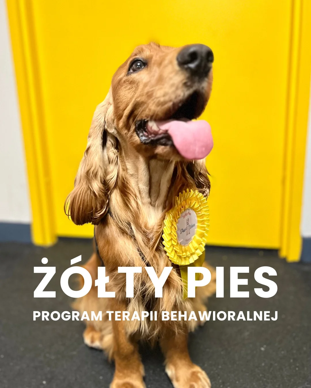 Zdjęcie klubu Psia Warta