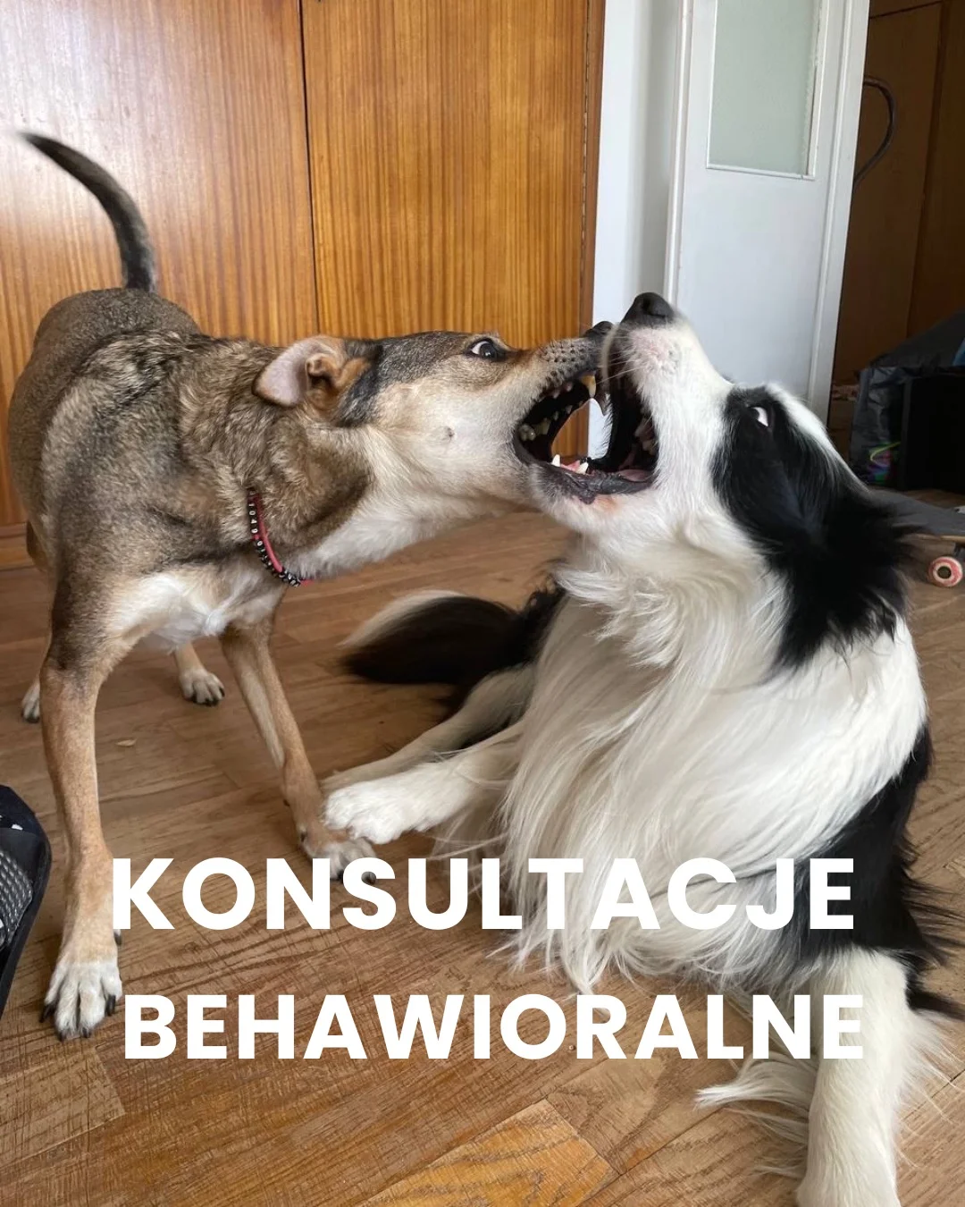 Zdjęcie klubu Psia Warta