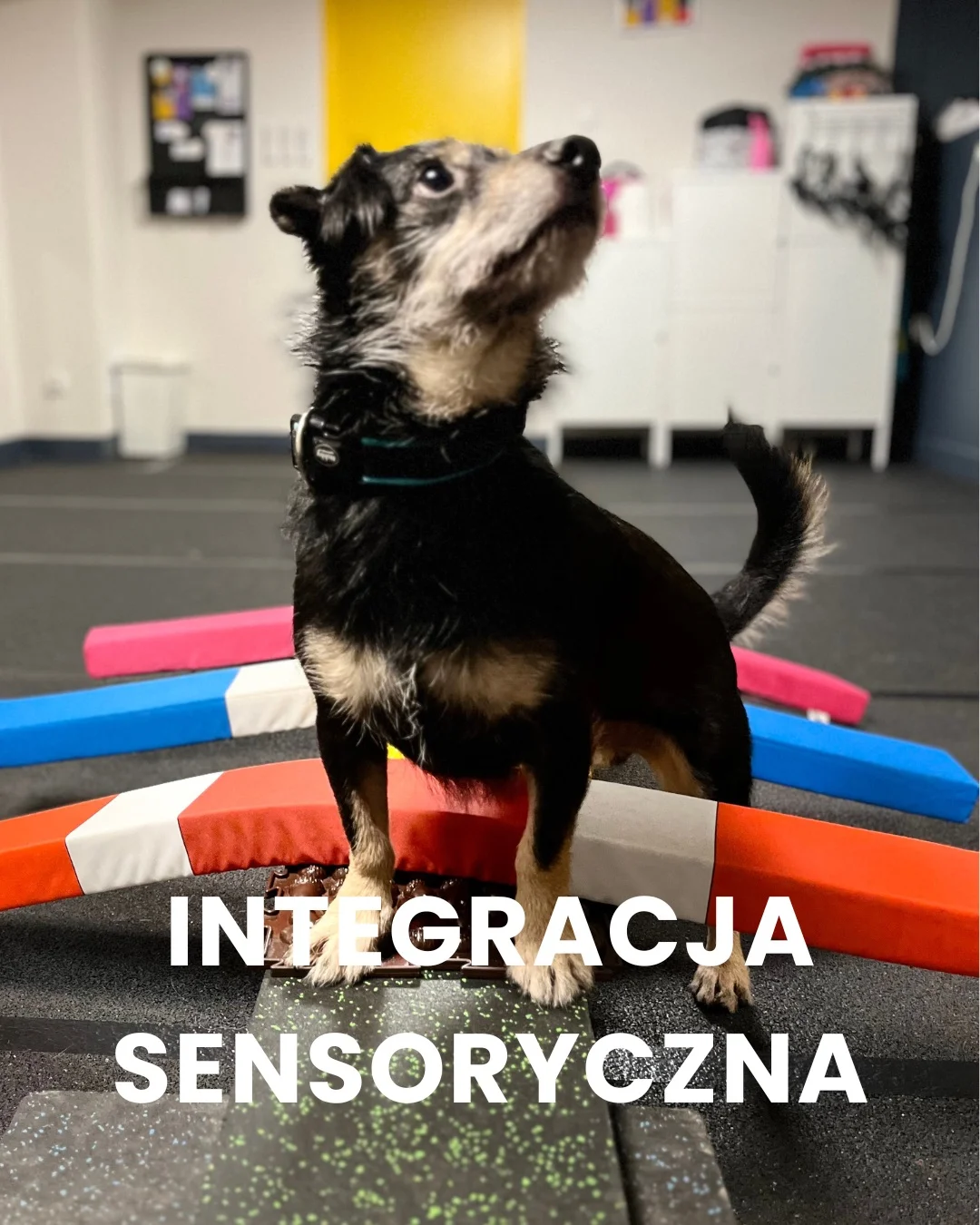 Zdjęcie klubu Psia Warta