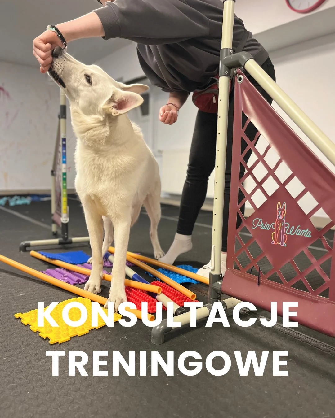 Zdjęcie klubu Psia Warta