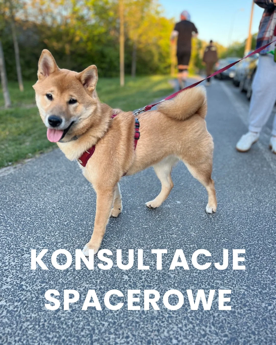 Zdjęcie klubu Psia Warta