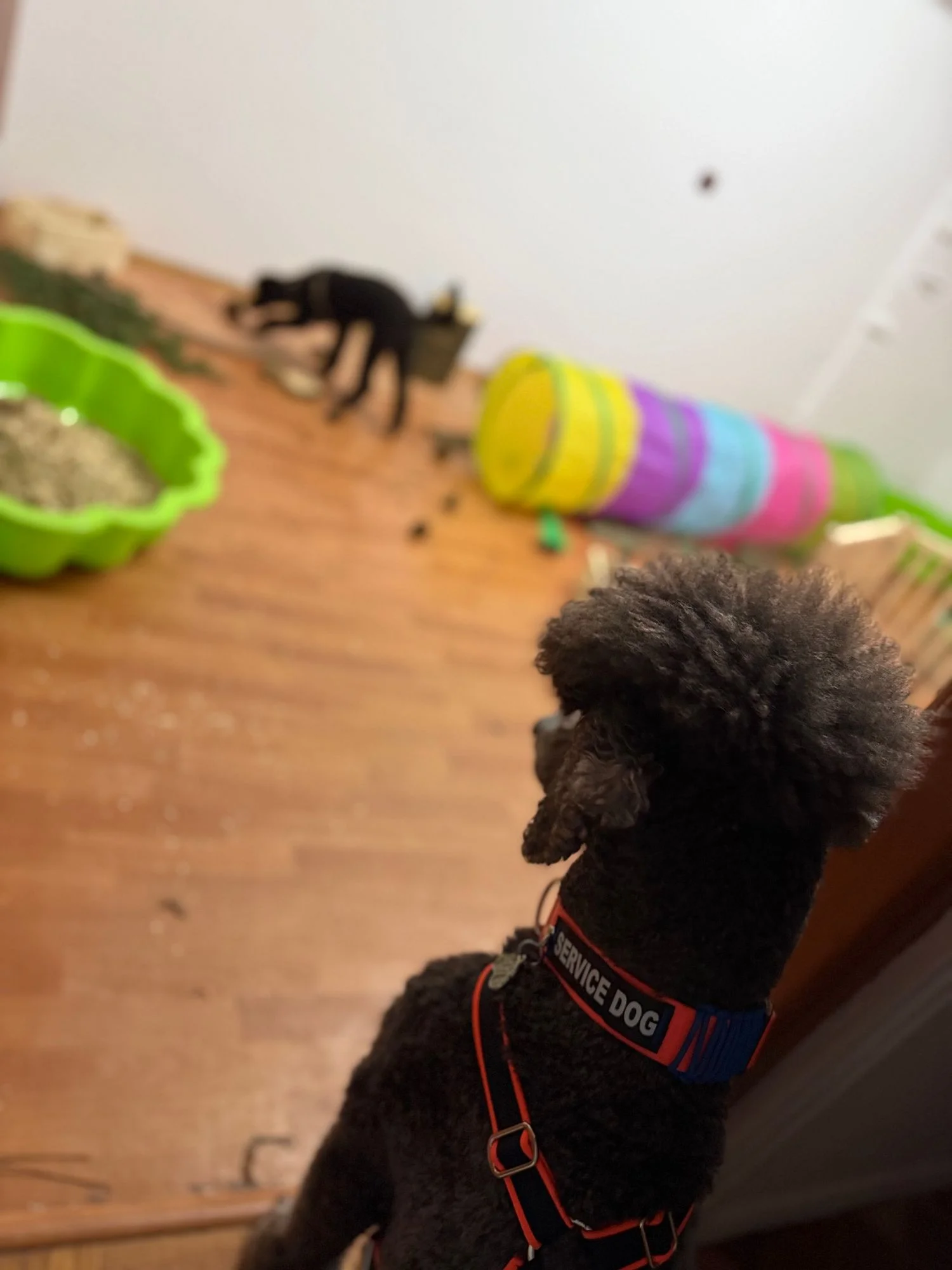 Zdjęcie klubu Luna Lupi  - NoseWork