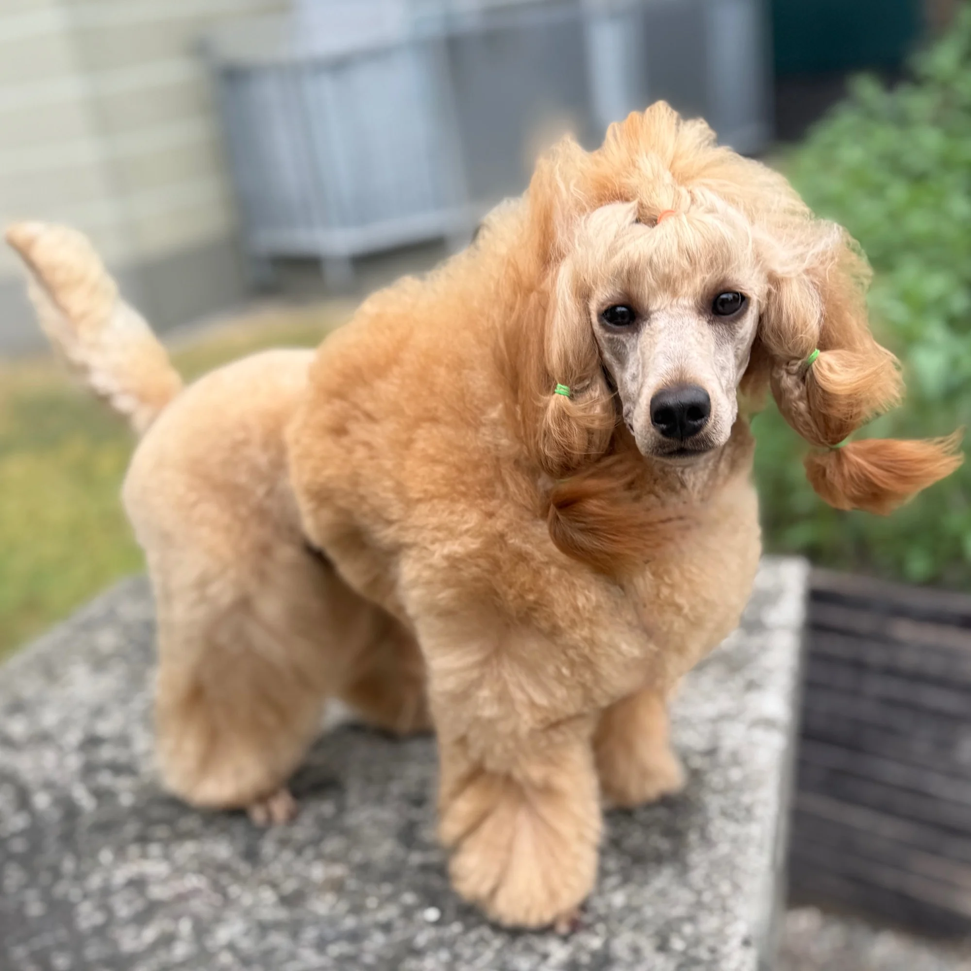 Pino