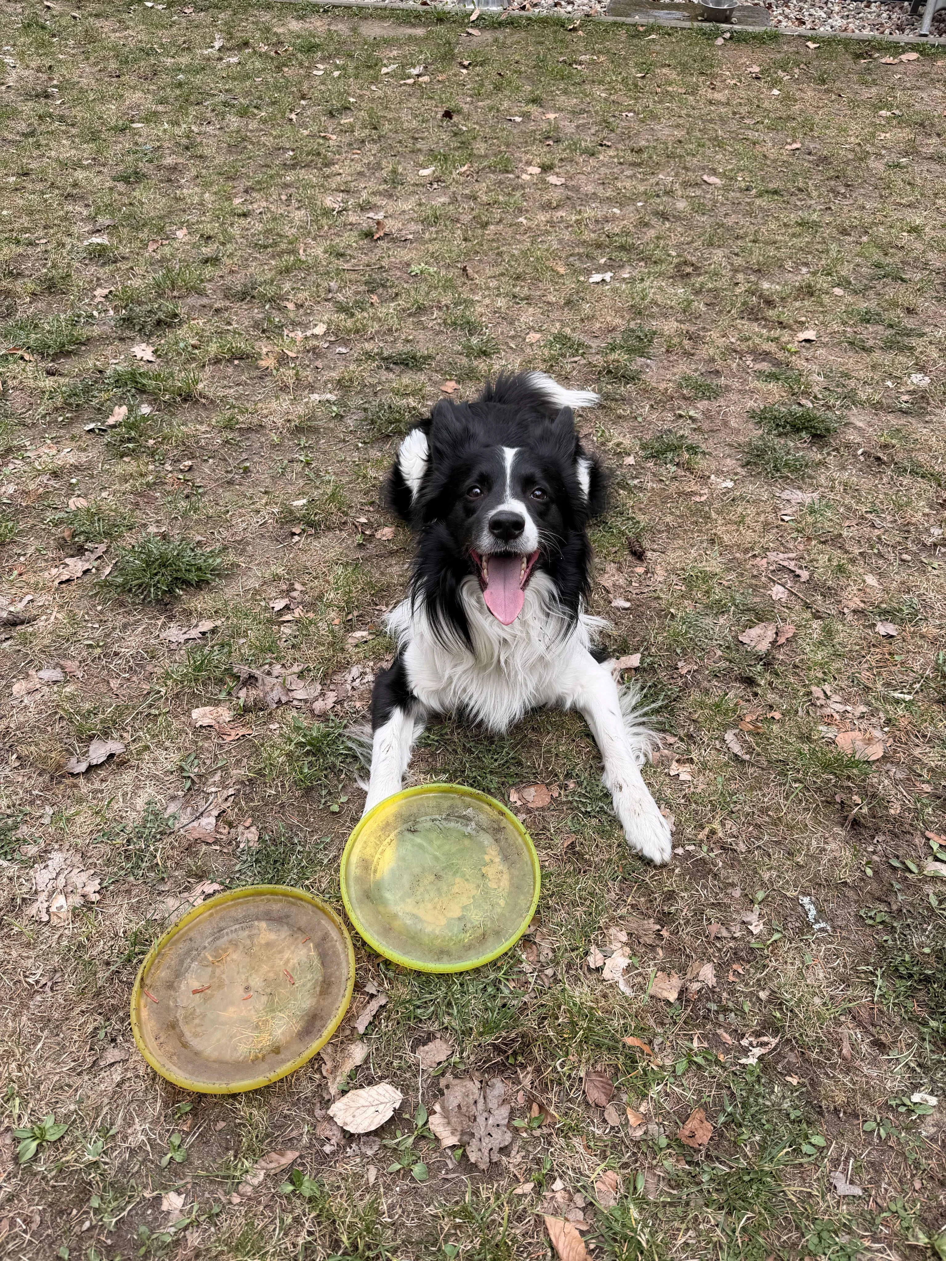 Oreo, frisbee, Popowo(koło Lęborka)