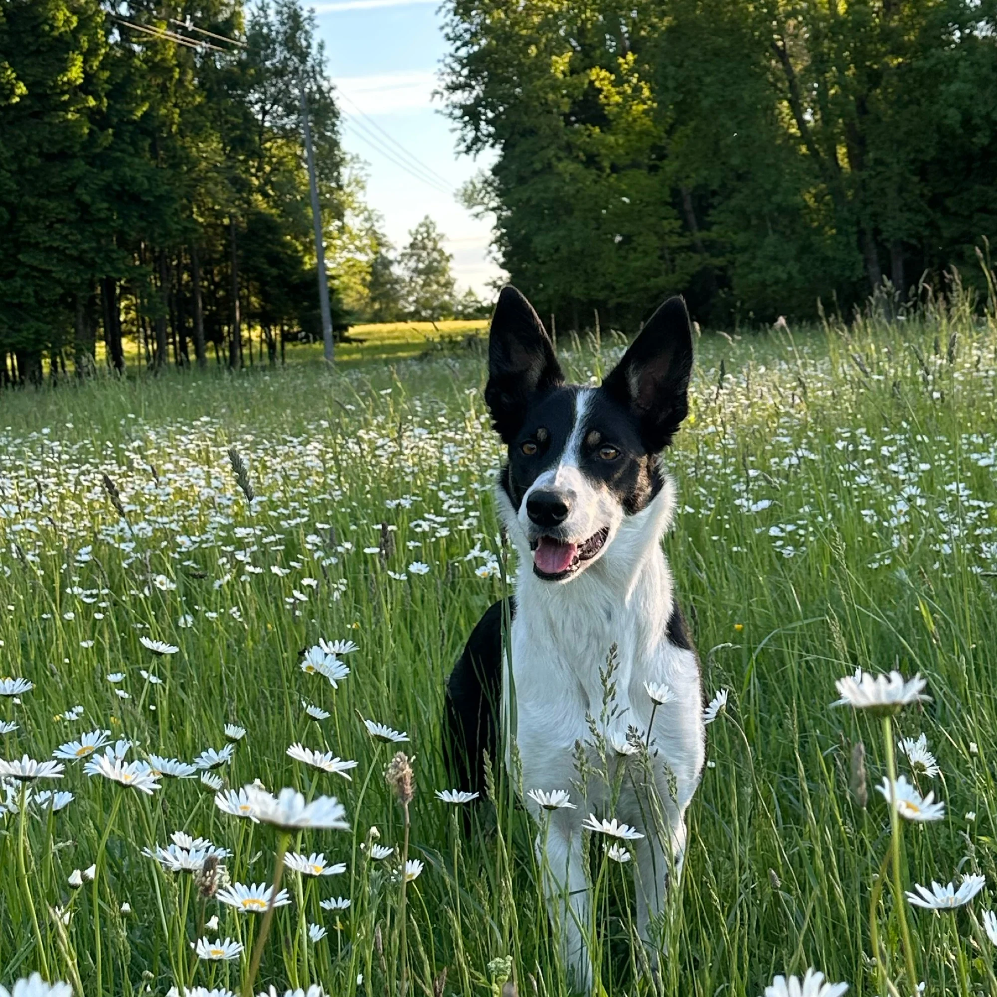 Remi