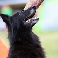 Rasa Vaščilienė
