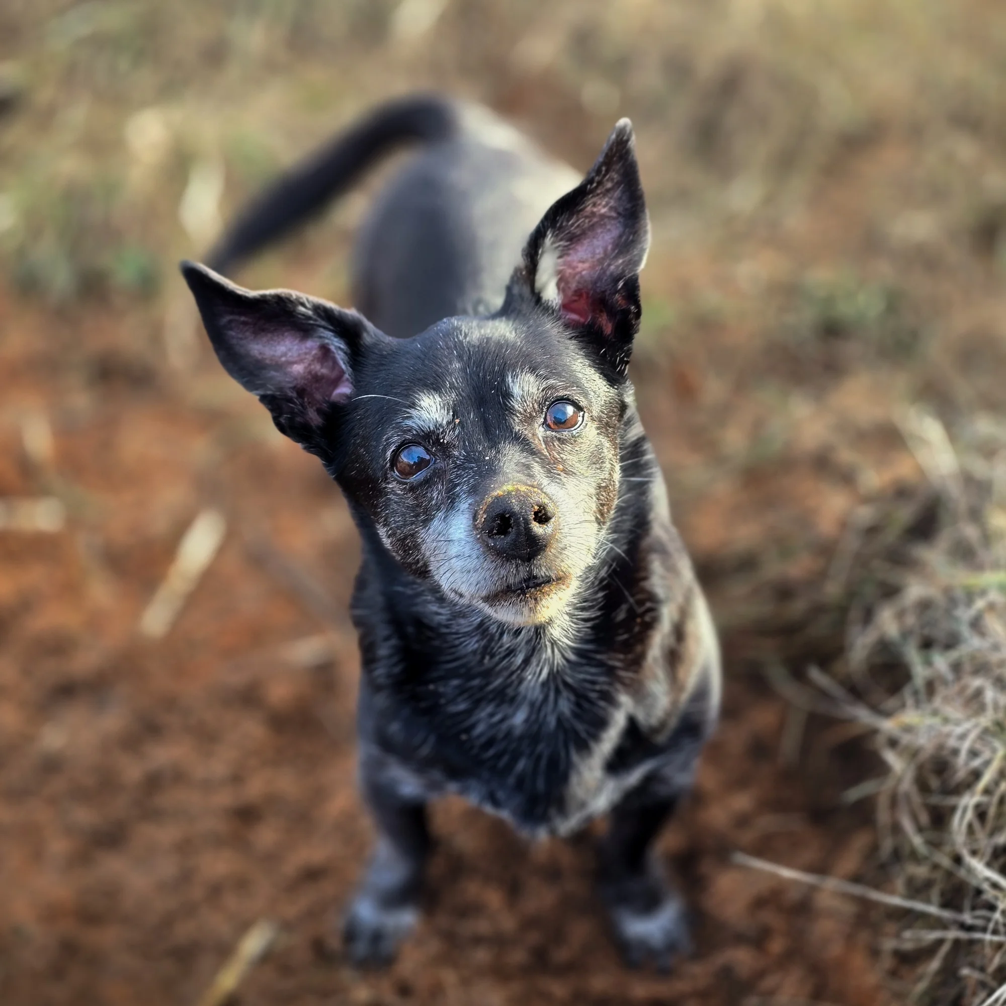 Xena