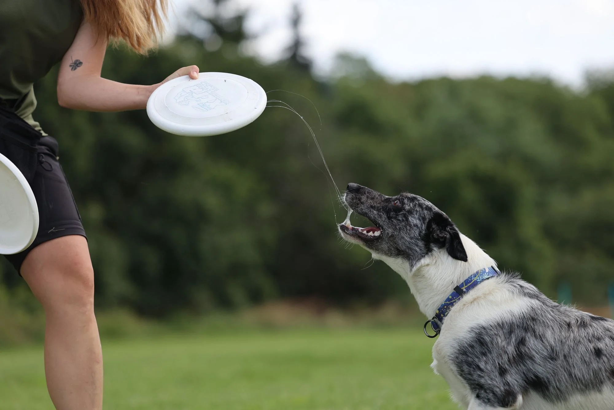 Woof Motion