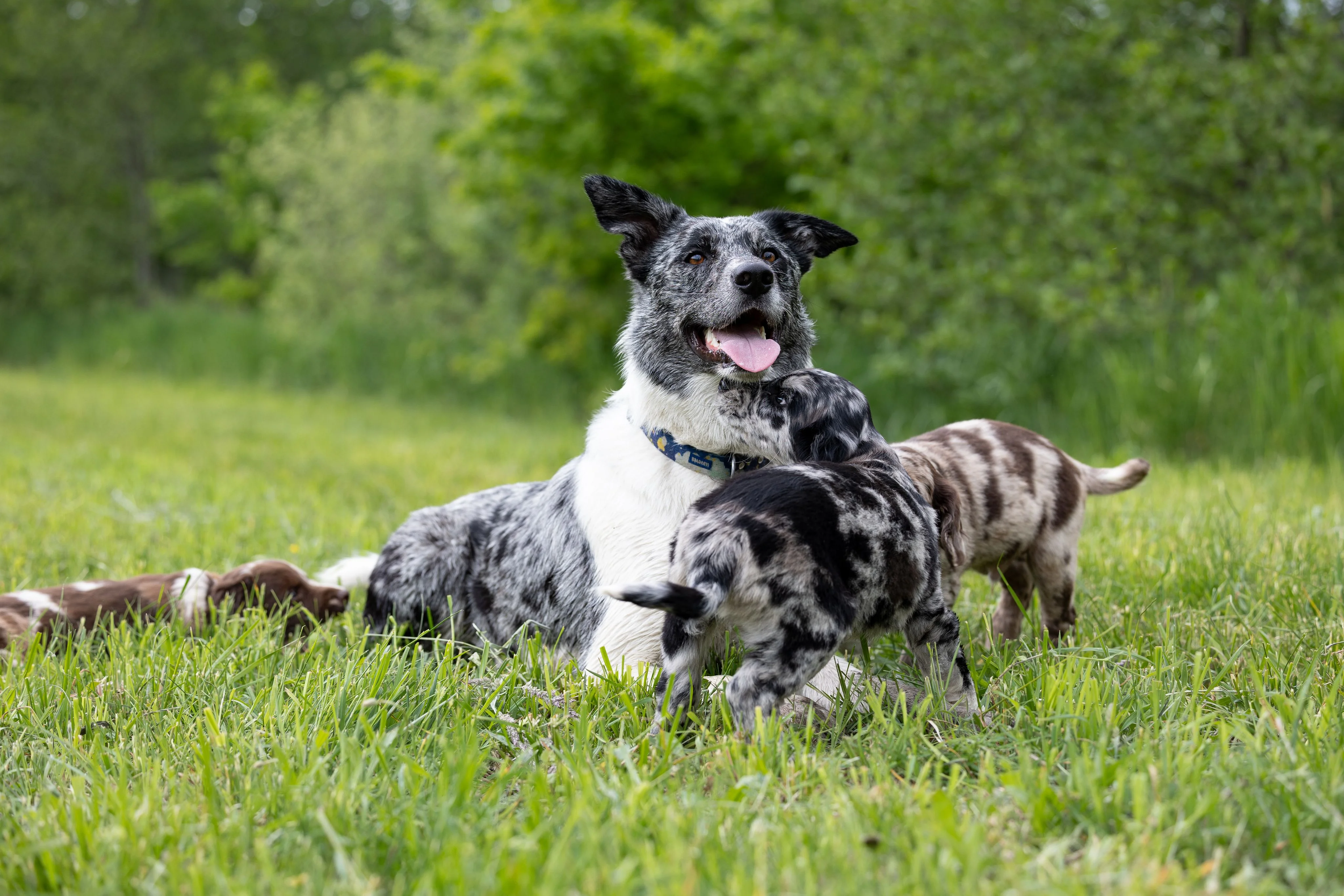 Woof Motion