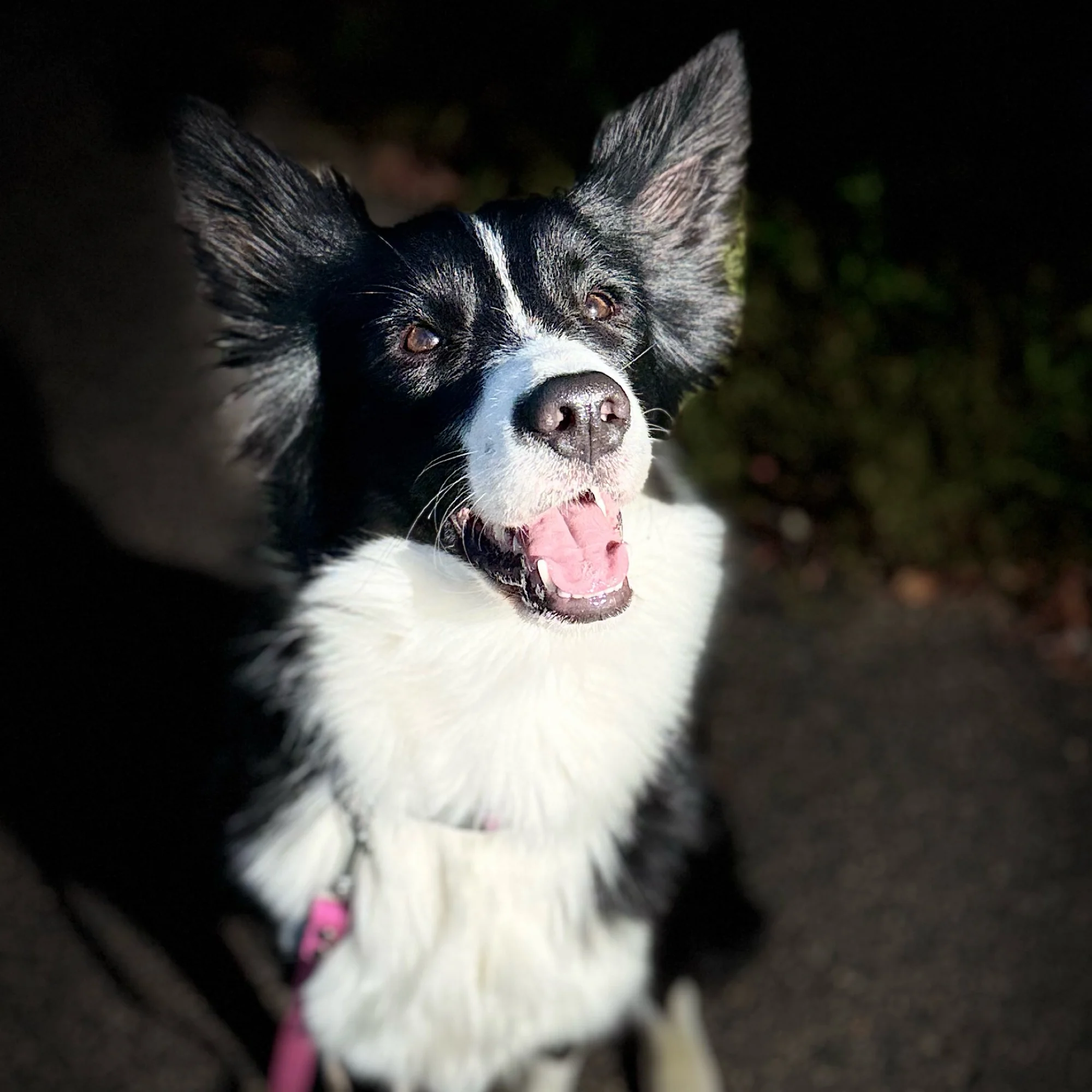 Lilly