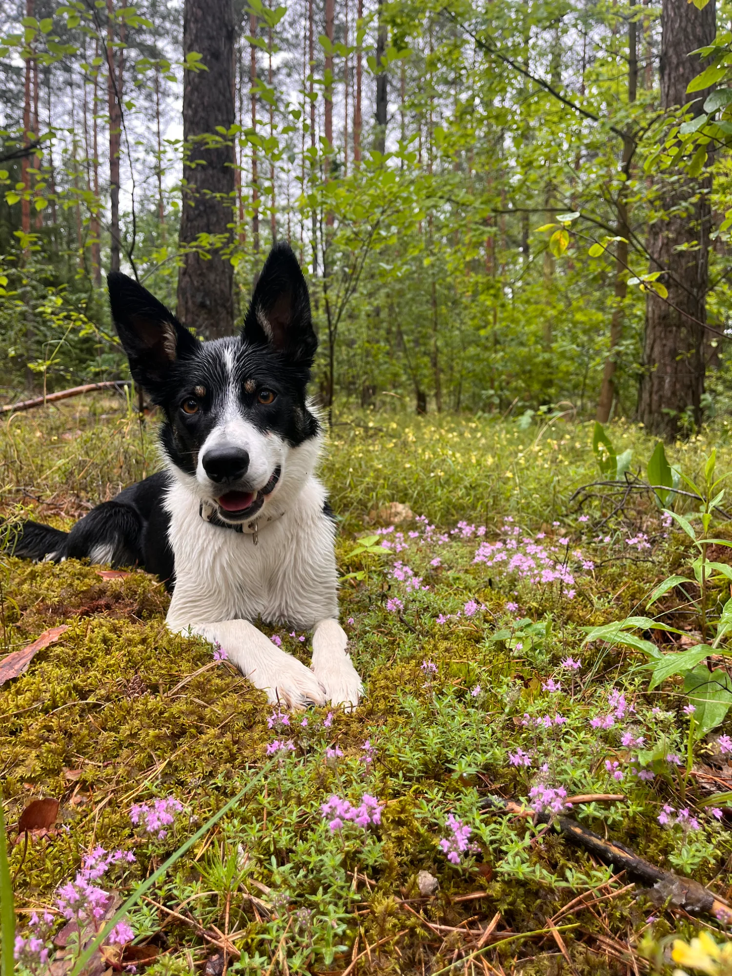Remi